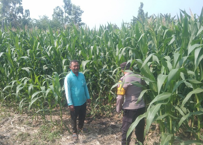 Bhabinkamtibmas Pangkur Monitoring Jagung Dukung Ketahanan Pangan di Ngawi