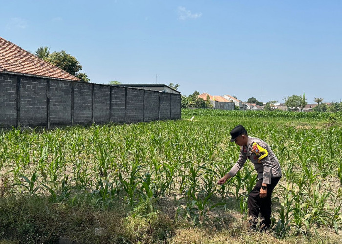  Dukung Ketahanan Pangan, Polsek Lumajang Kota Cek Pertumbuhan Jagung