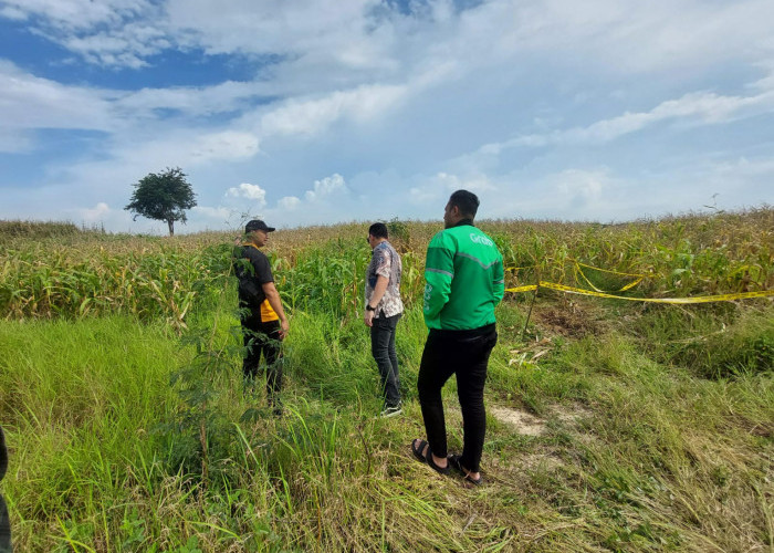 Jasad Bugil di Ladang Jagung Desa Sumput Ternyata Lelaki, Polisi Belum Identifikasi Identitas