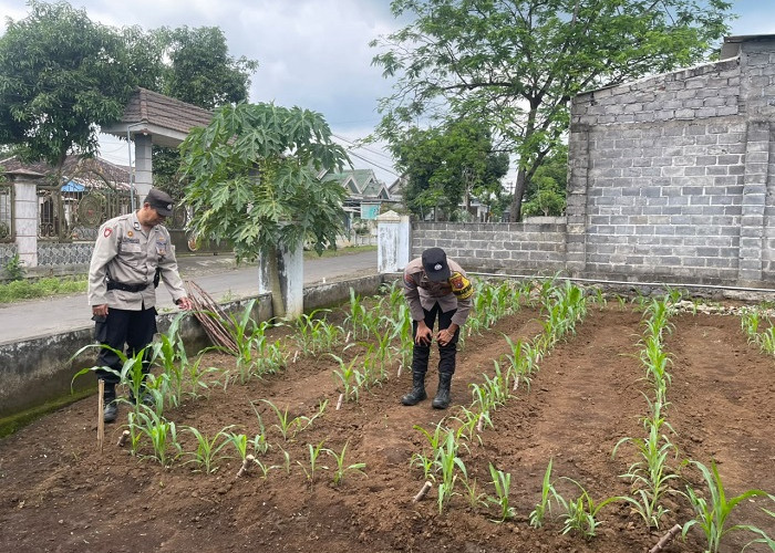 Bhabinkamtibmas Kalisemut Dampingi Petani Dukung Ketahanan Pangan di Lumajang