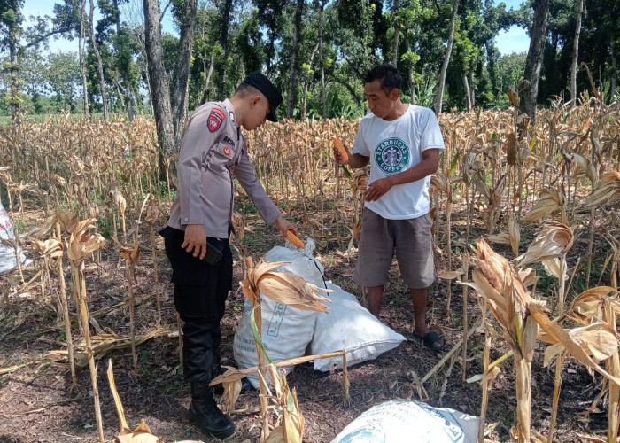 Bhabinkamtibmas Desa Bangunrejo Ngawi Monitoring Lahan Jagung Warga, Dukung Ketahanan Pangan Nasional