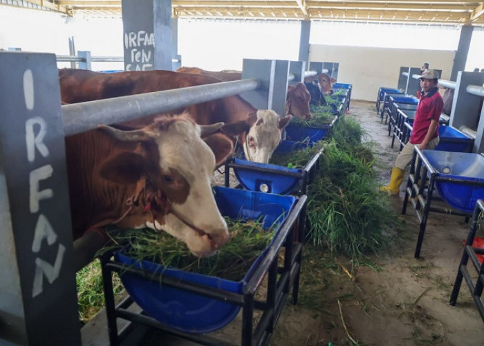 RPH Osowilangun Minim Air, Pasokan Daging Surabaya Tetap Aman