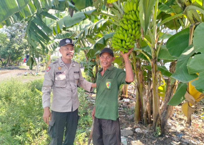 Bhabinkamtibmas Entalsewu Buduran Dampingi Warga Rawat Pisang untuk Ketahanan Pangan Nasional
