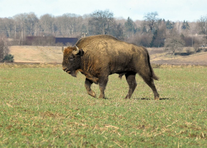 Fakta Menarik tentang Bison, Hewan Mamalia Raksasa Amerika Utara