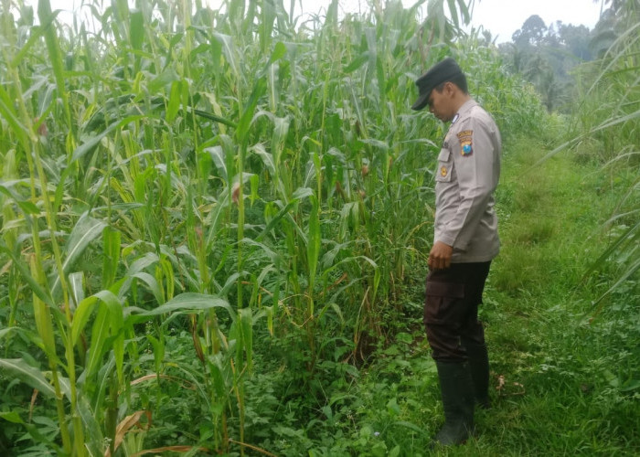Kawal Program Asta Cita, Polsek Pronojiwo Pantau Pertumbuhan Jagung Petani
