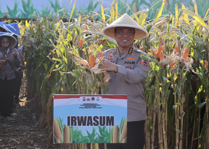 Irwasum Polri Panen Jagung Bersama Petani Malang, Dorong Ketahanan Pangan Nasional