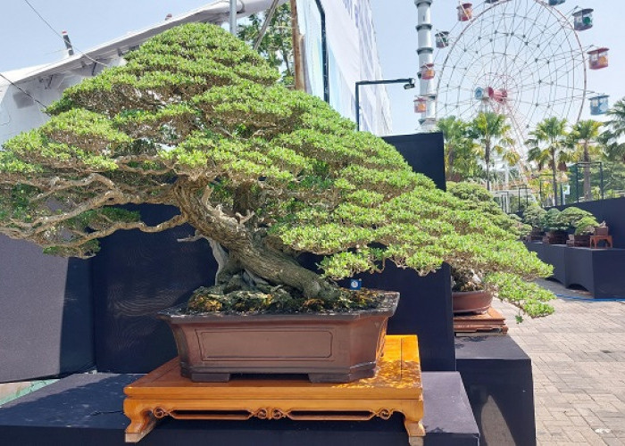 Kontes Bonsai Nasional Lamongan Tampilkan 682 Koleksi, Ada Santigi Ditaksir Rp2 Miliar