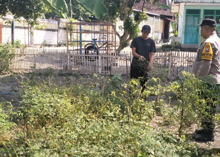Bhabinkamtibmas Kedunggalar Monitoring Budidaya Cabai, Dukung Ketahanan Pangan di Ngawi 