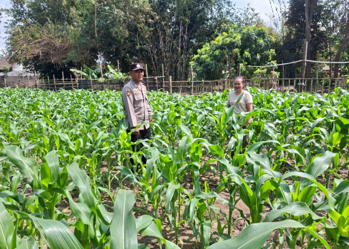 Kawal Program Asta Cita, Bhabinkamtibmas Yosowilangun Dampingi Petani dan Cek Lahan Jagung