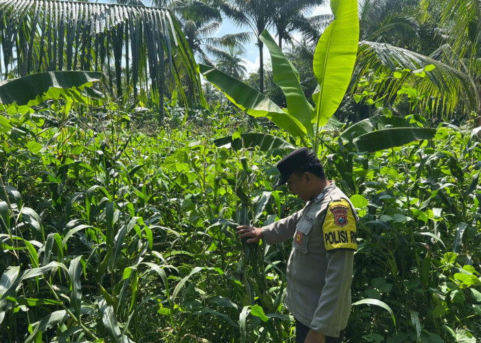 Bhabinkamtibmas Polsek Ranuyoso Cek Pekarangan Pangan dan Tanaman Jagung Warga
