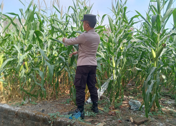 Dukung Asta Cita Presiden, Polsek Jatiroto Intensif Awasi Tanaman Jagung