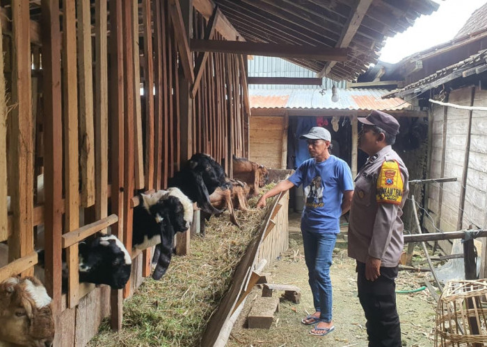 Bhabinkamtibmas Padas Monitoring Peternakan Kambing Warga, Dukung Ketahanan Pangan di Ngawi