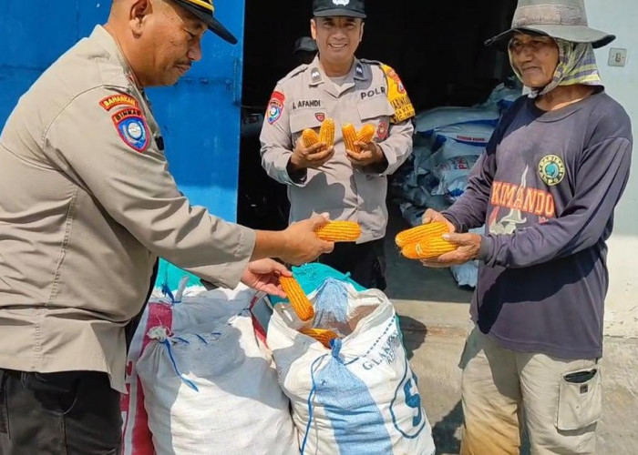 Polsek Tanggulangin Dampingi Gapoktan Randegan Jemur Hasil Panen Jagung