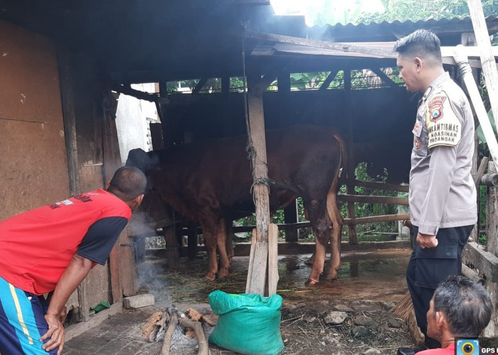 Waspadai PMK, Bhabinkamtibmas Polsek Padangan Pantau Hewan Ternak Warga