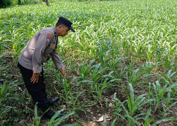 Sinergi Ketahanan Pangan, Polsek Lumajang Kota Tinjau Lahan Jagung Warga