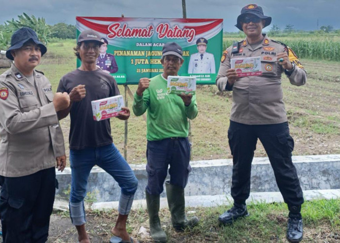 Program Ketahanan Pangan, Polsek Balongbendo Serahkan Pupuk dan Perawatan Lahan Jagung