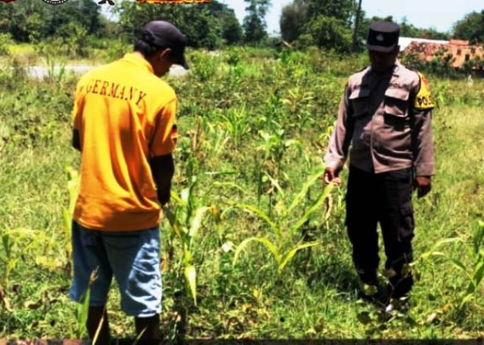 Sambang Desa Rosep, Polsek Blega Berharap Petani Jagung Dukung Misi Swasembada Pangan