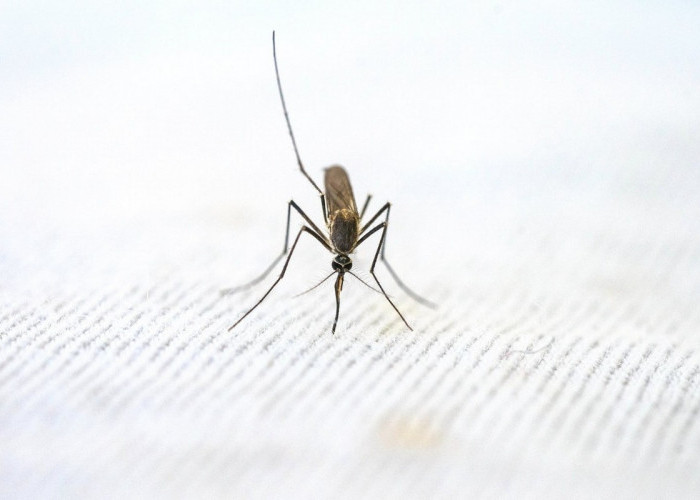 Musim Hujan Tiba, Ini 8 Tips Jitu dan Aman Usir Nyamuk