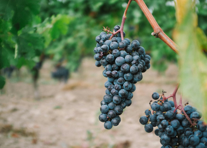 5 Manfaat Mengkonsumsi Buah Anggur Si Mungil Kaya Manfaat