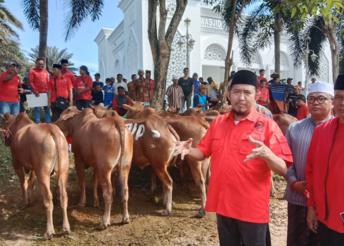 Wujud Kepedulian, MH Said Abdullah Bagikan 298 Sapi Kurban di Wilayah Madura