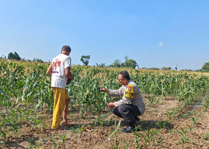 Bhabinkamtibmas Tamanan Dampingi Petani Dorong Ketahanan Pangan dan Swasembada Nasional