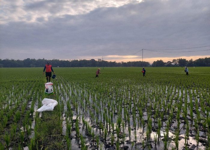 Serapan Pupuk Bersubsidi Ngawi Capai 38 Persen hingga Mei 2025