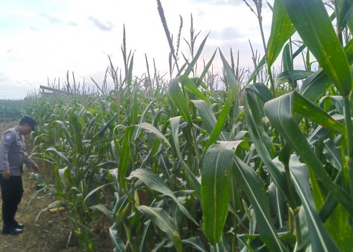 Kawal Ketahanan Pangan, Bhabinkamtibmas Polsek Rowokangkung Dampingi Warga Tanam Jagung