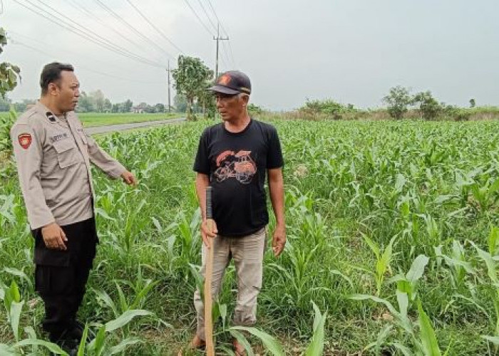 Kapolsek Tarik Gerakkan Polisi Cinta Petani, Cegah Gagal Panen  