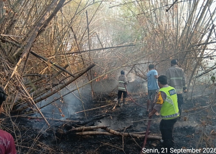 Lamongan Membara, Bambu dan Kandang Hangus, Sapi Nyaris Panggang