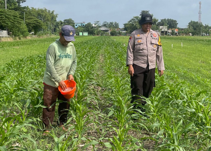 Dukung Ketahanan Pangan, Bhabinkamtibmas Bakungtemenggungan Optimalkan Lahan Jagung