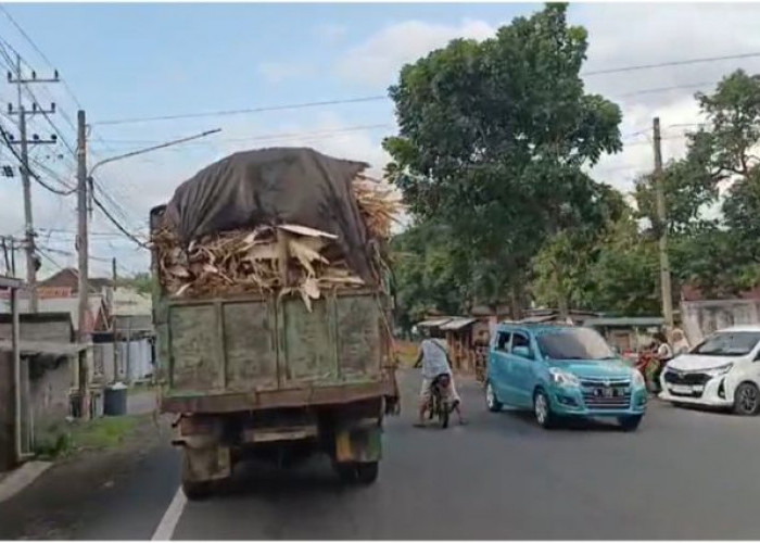 Truk Angkutan Limbah Kayu di Lumajang Rawan Picu Kecelakaan