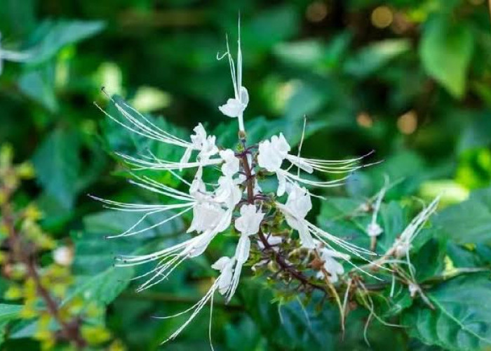 Inilah Manfaat Tanaman Kumis Kucing untuk Kesehatan