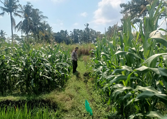 Bhabinkamtibmas Polsek Kedungjajang Cek Tanaman Jagung Petani, Dukung Swasembada Pangan