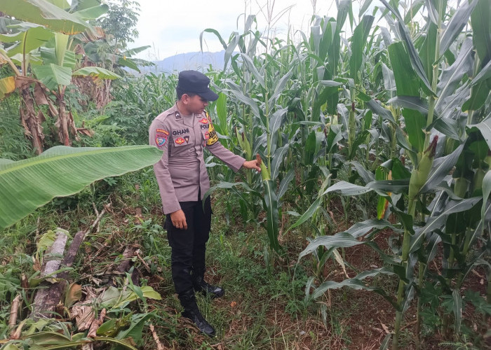 Dukung Ketahanan Pangan Nasional, Polsek Tempursari Pantau Sektor Pertanian Jagung
