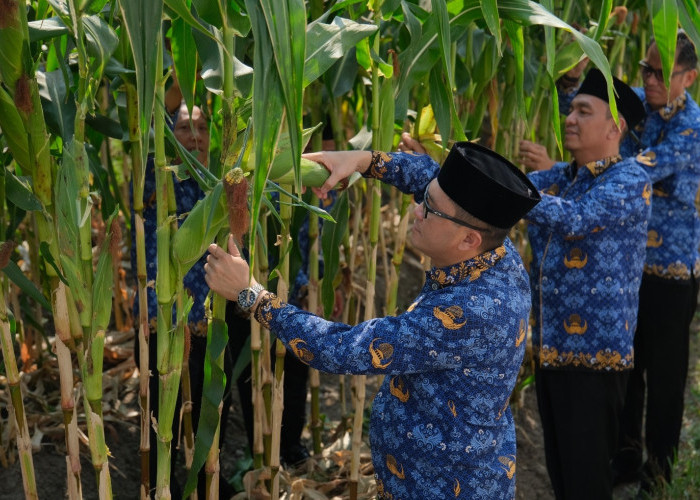 Kalapas Malang Turun Langsung Panen Perdana Jagung Manis Bersama Warga Binaan di Area Brandgang