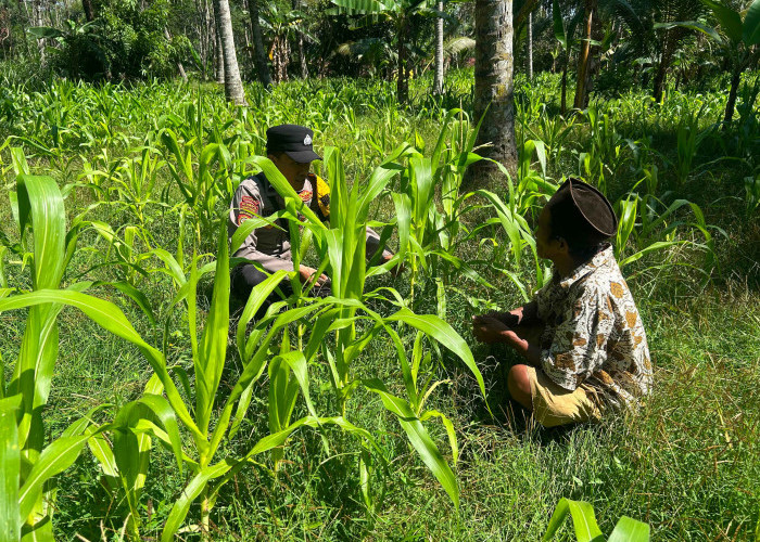 Wujudkan Ketahanan Pangan Nasional, Polsek Ranuyoso Dampingi Petani Jagung