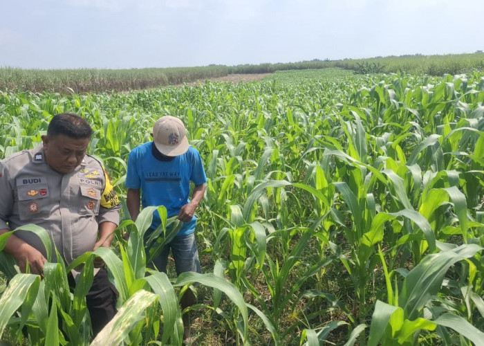 Dukung Ketahanan Pangan, Polsek Bareng Jombang Pantau Langsung Tanaman Jagung Petani di Desa Ngerimbi