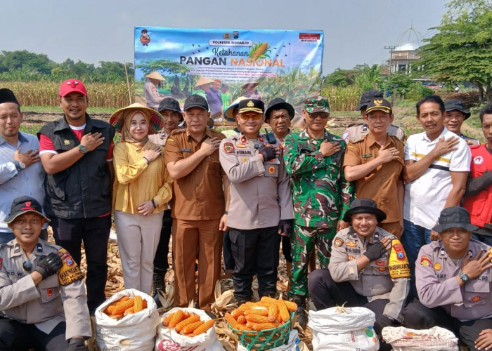 Panen Raya Jagung Kuartal III di Balongbendo, Wujud Nyata Swasembada Pangan Nasional