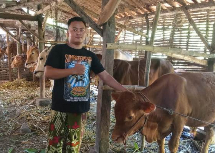 Dikepung Warga, Maling Sapi di Nguling Pasuruan Gagal Beraksi