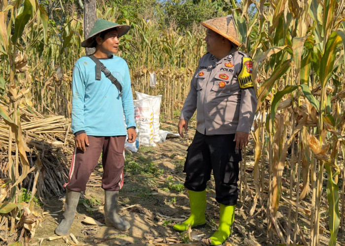 Bhabinkamtibmas Karangtengah Monitoring Jagung Warga, Perkuat Ketahanan Pangan