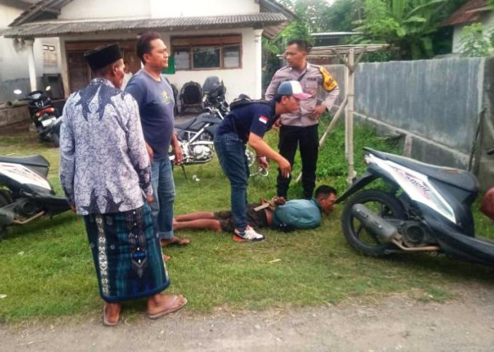 Berupaya Kabur, Dua Pelaku Curanmor Jember Tertangkap di Persawahan