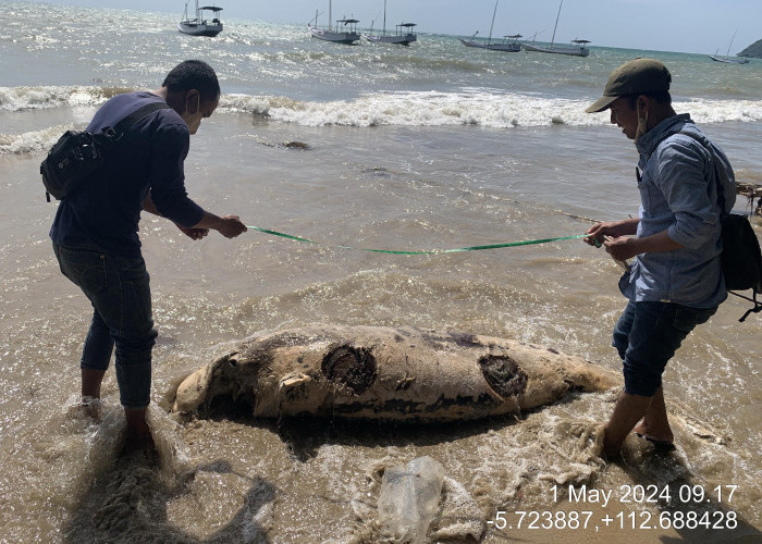 Geger, Warga Bawean Temukan Bangkai Ikan Dugong di Pantai Pajinggahan