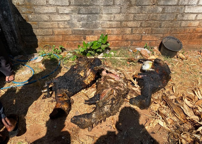 Kandang Ternak Warga Gresik Ludes Terbakar akibat Pembakaran Sampah, Tiga Kambing Mati