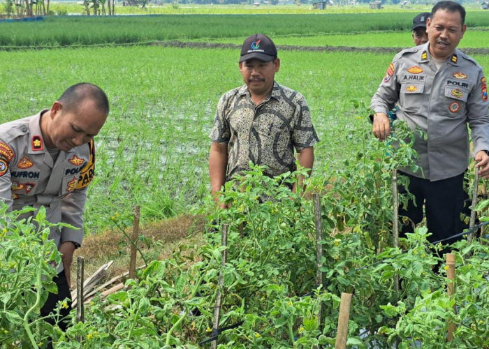 Dukung Asta Cita Presiden, Kapolsek Padangan Dampingi Petani Panen Tomat