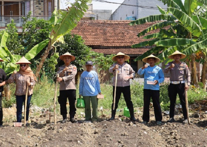 Polres Pelabuhan Tanjung Perak Tanam Jagung Manis di Tambak Wedi Dukung Asta Cita