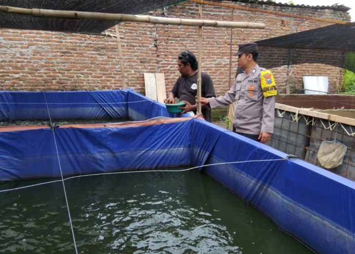 Polres Ngawi Dorong Budidaya Ikan Lele, Bhabinkamtibmas Jenangan Dampingi Warga