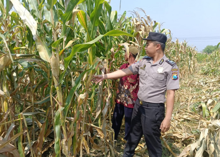 Wujud Ketahanan Pangan dari Kolaborasi Polisi dan Petani di Kecamatan Tarik