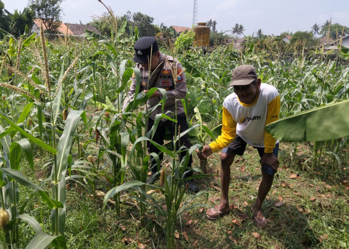 Polsek Jatiroto Cek Ketahanan Pangan Jagung di Lahan Warga