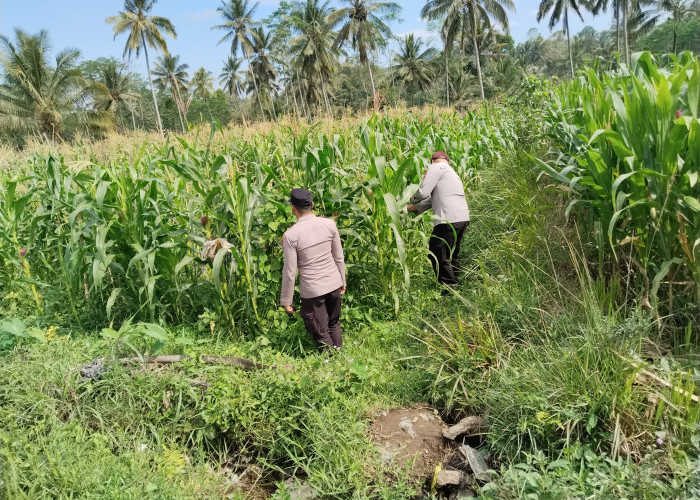 Dukung Ketahanan Pangan, Polsek Pasrujambe Pantau Lahan Pertanian Jagung