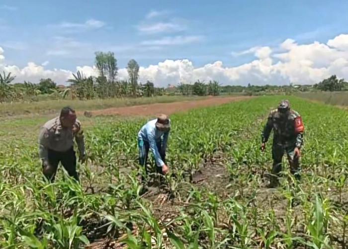 Dukung Ketahanan Pangan Nasional, Bhabinkamtibmas Polsek Bangil Dampingi Petani Jagung